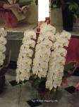 お届けした胡蝶蘭鉢たち♪｜「ふじフラワー」　（東京都台東区の花キューピット加盟店 花屋）のブログ