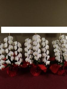 台東区　上野へお届けしたお花さんたち♪｜「ふじフラワー」　（東京都台東区の花キューピット加盟店 花屋）のブログ