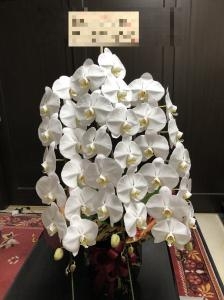 台東区　上野へ　御祝の胡蝶蘭をお届けいたしました♪｜「ふじフラワー」　（東京都台東区の花キューピット加盟店 花屋）のブログ