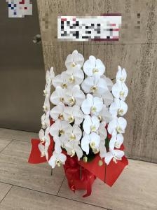 台東区　駒形へ　御就任の御祝に胡蝶蘭鉢をお届けいたしました♪｜「ふじフラワー」　（東京都台東区の花キューピット加盟店 花屋）のブログ