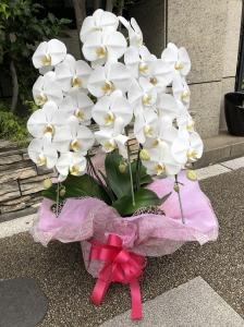 御就任の御祝に　台東区　雷門へ胡蝶蘭鉢をお届けいたしました♪｜「ふじフラワー」　（東京都台東区の花キューピット加盟店 花屋）のブログ