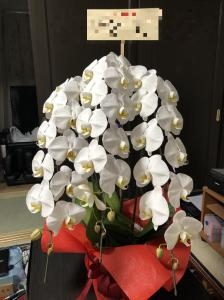 御祝の胡蝶蘭鉢を　台東区　西浅草へお届けいたしました♪｜「ふじフラワー」　（東京都台東区の花キューピット加盟店 花屋）のブログ