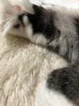 ２０２２年２月２２日は　スーパー=ↀωↀ= 猫の日だニャン♪｜「ふじフラワー」　（東京都台東区の花キューピット加盟店 花屋）のブログ