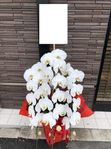 御開店の御祝に　御祝の胡蝶蘭鉢を　日暮里ガーデンタワーさまへお届けいたしました♪｜「ふじフラワー」　（東京都台東区の花キューピット加盟店 花屋）のブログ