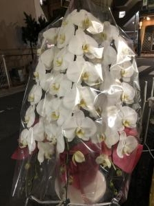御就任の御祝に　御祝の胡蝶蘭鉢を　台東区　秋葉原へお届けいたしました♪｜「ふじフラワー」　（東京都台東区の花キューピット加盟店 花屋）のブログ