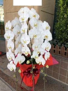 御就任の御祝に　御祝の胡蝶蘭鉢を　台東区　浅草橋へお届けいたしました♪｜「ふじフラワー」　（東京都台東区の花キューピット加盟店 花屋）のブログ