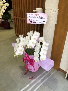 御開店の御祝に　御祝の胡蝶蘭鉢を　台東区　浅草へお届けいたしました♪｜「ふじフラワー」　（東京都台東区の花キューピット加盟店 花屋）のブログ