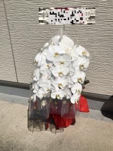 台東区　千束４丁目へ　御祝に　御祝の胡蝶蘭鉢をお届けいたしました♪｜「ふじフラワー」　（東京都台東区の花キューピット加盟店 花屋）のブログ