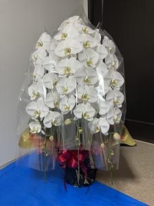 台東区　鳥越へ　御祝の胡蝶蘭鉢をお届けいたしました♪｜「ふじフラワー」　（東京都台東区の花キューピット加盟店 花屋）のブログ