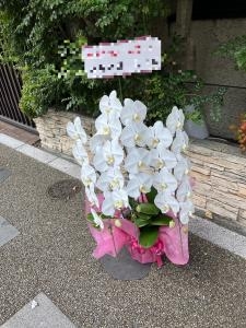 台東区　雷門へ　御祝に　御祝の胡蝶蘭鉢をお届けいたしました♪｜「ふじフラワー」　（東京都台東区の花キューピット加盟店 花屋）のブログ