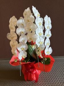 台東区　西浅草へ　御祝の胡蝶蘭鉢をお届けいたしました♪｜「ふじフラワー」　（東京都台東区の花キューピット加盟店 花屋）のブログ