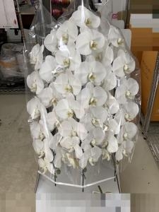 台東区　松が谷へ　御供の胡蝶蘭鉢を配達いたしました。｜「ふじフラワー」　（東京都台東区の花キューピット加盟店 花屋）のブログ