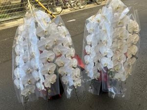 TIXTOWER UENOさまへ　御就任の御祝に　御祝の胡蝶蘭鉢をお届けいたしました♪｜「ふじフラワー」　（東京都台東区の花キューピット加盟店 花屋）のブログ
