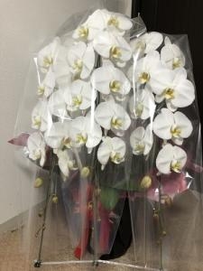 台東区　浅草へ　御祝に　御祝の胡蝶蘭鉢をお届けいたしました♪｜「ふじフラワー」　（東京都台東区の花キューピット加盟店 花屋）のブログ