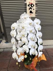 御開店の御祝に　御祝の胡蝶蘭鉢を台東区西浅草へお届けいたしました♪｜「ふじフラワー」　（東京都台東区の花キューピット加盟店 花屋）のブログ