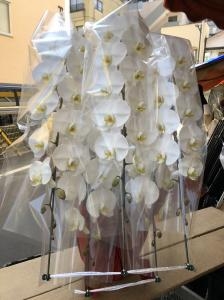 御祝に　５本立ちの胡蝶蘭鉢を　台東区　東上野へお届けいたしました♪｜「ふじフラワー」　（東京都台東区の花キューピット加盟店 花屋）のブログ