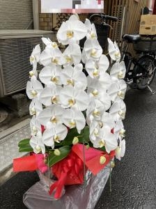 台東区　西浅草へ　御祝の胡蝶蘭鉢を配達いたしました♪｜「ふじフラワー」　（東京都台東区の花キューピット加盟店 花屋）のブログ