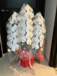 台東区　雷門へ　御誕生日の御祝の胡蝶蘭鉢を配達いたしました♪｜「ふじフラワー」　（東京都台東区の花キューピット加盟店 花屋）のブログ