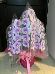 台東区　雷門へ　御誕生日の御祝の胡蝶蘭鉢を配達いたしました♪｜「ふじフラワー」　（東京都台東区の花キューピット加盟店 花屋）のブログ