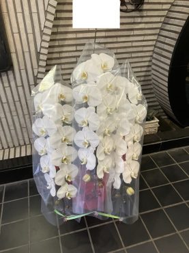 胡蝶蘭鉢を御開店の御祝に台東区松が谷へお届けいたしました♪｜「ふじフラワー」　（東京都台東区の花キューピット加盟店 花屋）のブログ