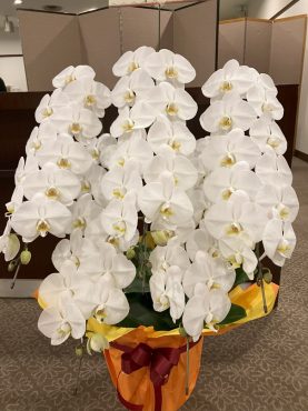 ５本立ち！の胡蝶蘭鉢を台東区  上野の会社さまへ御祝にお届けいたしました♪｜「ふじフラワー」　（東京都台東区の花キューピット加盟店 花屋）のブログ