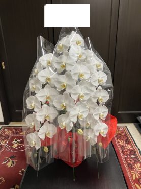 胡蝶蘭鉢を御就任の御祝に台東区秋葉原へお届けいたしました♪｜「ふじフラワー」　（東京都台東区の花キューピット加盟店 花屋）のブログ