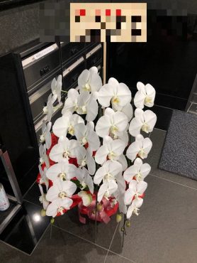 胡蝶蘭鉢を　台東区浅草橋へ　御開院の御祝にお届けいたしました♪|「ふじフラワー」　（東京都台東区の花屋）のブログ