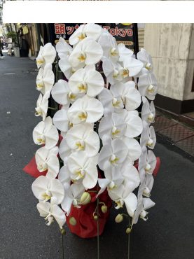 胡蝶蘭鉢を　台東区浅草へ　御開店の御祝にお届けいたしました♪｜「ふじフラワー」　（東京都台東区の花キューピット加盟店 花屋）のブログ