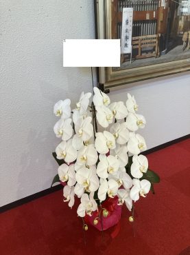 浅草公会堂さまへ　胡蝶蘭鉢を　御公演の御祝にお届けいたしました♪｜「ふじフラワー」　（東京都台東区の花キューピット加盟店 花屋）のブログ