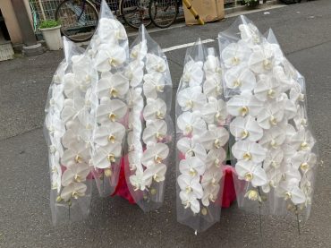 台東区西浅草へ　御開店のお祝いの胡蝶蘭鉢を配達いたしました♪｜「ふじフラワー」　（東京都台東区の花キューピット加盟店 花屋）のブログ