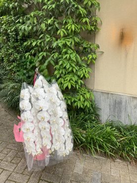 胡蝶蘭鉢を　御開店のお祝いに　港区赤坂へ配達いたしました♪｜「ふじフラワー」　（東京都台東区の花キューピット加盟店 花屋）のブログ