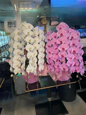胡蝶蘭鉢を御開店○○周年のお祝いに　台東区上野へ配達いたしました♪｜「ふじフラワー」　（東京都台東区の花キューピット加盟店 花屋）のブログ