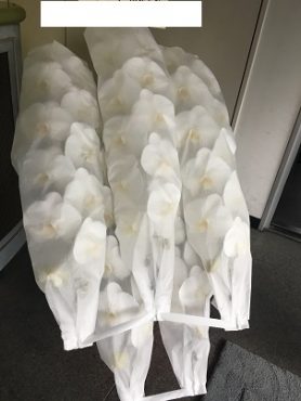 ５本立ち！！！胡蝶蘭鉢を  御就任のお祝いに　台東区　三筋へ配達いたしました♪|「ふじフラワー」　（東京都台東区の花屋）のブログ