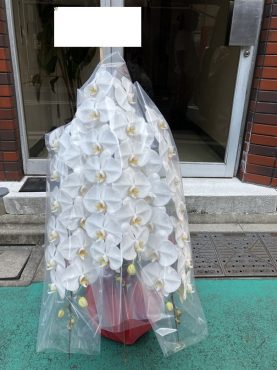 胡蝶蘭鉢を  御開店のお祝いに　台東区　浅草橋へ配達いたしました♪｜「ふじフラワー」　（東京都台東区の花キューピット加盟店 花屋）のブログ