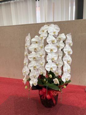 胡蝶蘭鉢を  お祝いに　浅草公会堂さまへ配達いたしました♪｜「ふじフラワー」　（東京都台東区の花キューピット加盟店 花屋）のブログ