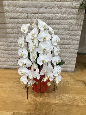 胡蝶蘭鉢を  御就任のお祝いに　上野フロンティアタワーさまへ配達いたしました♪｜「ふじフラワー」　（東京都台東区の花キューピット加盟店 花屋）のブログ