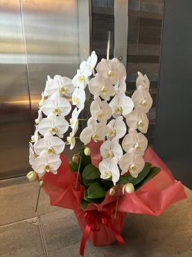 胡蝶蘭鉢を  御開店のお祝いに　台東区　上野へ配達いたしました♪｜「ふじフラワー」　（東京都台東区の花キューピット加盟店 花屋）のブログ
