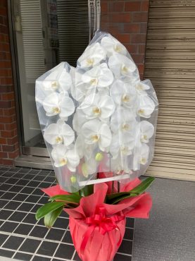 胡蝶蘭鉢を  御就任のお祝いに　台東区　浅草橋へ配達いたしました♪｜「ふじフラワー」　（東京都台東区の花キューピット加盟店 花屋）のブログ