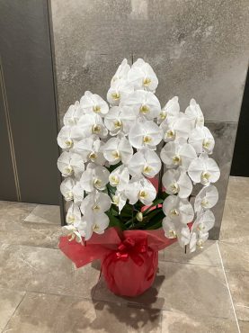 胡蝶蘭鉢を  お祝いに　台東区　台東へ配達いたしました♪｜「ふじフラワー」　（東京都台東区の花キューピット加盟店 花屋）のブログ