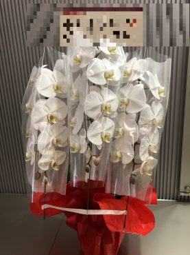 胡蝶蘭鉢を  お祝いに　台東区　浅草橋へ配達いたしました♪｜「ふじフラワー」　（東京都台東区の花キューピット加盟店 花屋）のブログ