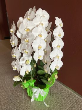 胡蝶蘭鉢を　台東区　浅草へ　配達いたしました。｜「ふじフラワー」　（東京都台東区の花キューピット加盟店 花屋）のブログ