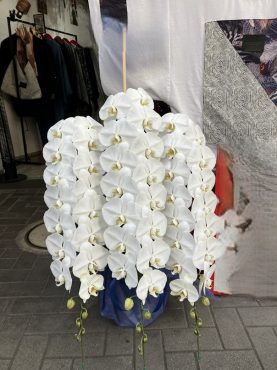 胡蝶蘭鉢を  御開店のお祝いに　台東区　浅草へ配達いたしました♪｜「ふじフラワー」　（東京都台東区の花キューピット加盟店 花屋）のブログ