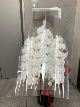 胡蝶蘭鉢を御就任の御祝に　台東区　今戸へ配達いたしました♪｜「ふじフラワー」　（東京都台東区の花キューピット加盟店 花屋）のブログ