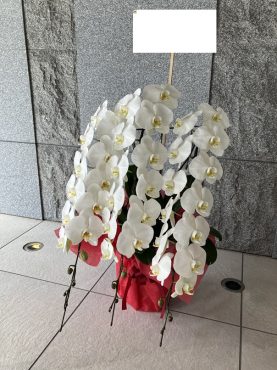 胡蝶蘭鉢を御就任の御祝に　台東区　寿へ配達いたしました♪｜「ふじフラワー」　（東京都台東区の花キューピット加盟店 花屋）のブログ