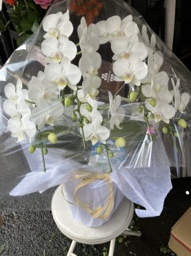 胡蝶蘭鉢を　御供に配達いたしました。｜「ふじフラワー」　（東京都台東区の花キューピット加盟店 花屋）のブログ