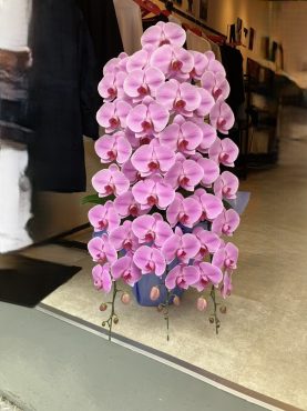 ピンク胡蝶蘭鉢を　御開店の御祝に　台東区　浅草へ配達いたしました♪|「ふじフラワー」　（東京都台東区の花屋）のブログ