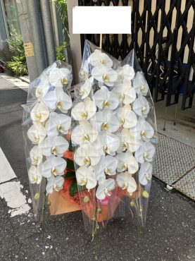 胡蝶蘭鉢を御就任の御祝に　台東区　上野へ配達いたしました♪｜「ふじフラワー」　（東京都台東区の花キューピット加盟店 花屋）のブログ