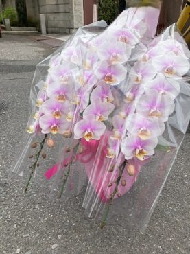 胡蝶蘭鉢を御祝に　足立区へ配達いたしました♪｜「ふじフラワー」　（東京都台東区の花キューピット加盟店 花屋）のブログ