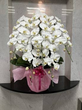 ５本立ち！！！胡蝶蘭鉢を  お祝いに　台東区浅草橋へ配達いたしました♪｜「ふじフラワー」　（東京都台東区の花キューピット加盟店 花屋）のブログ