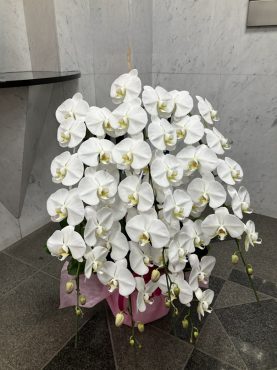 ５本立ち！！！胡蝶蘭鉢を  お祝いに　台東区上野へ配達いたしました♪｜「ふじフラワー」　（東京都台東区の花キューピット加盟店 花屋）のブログ